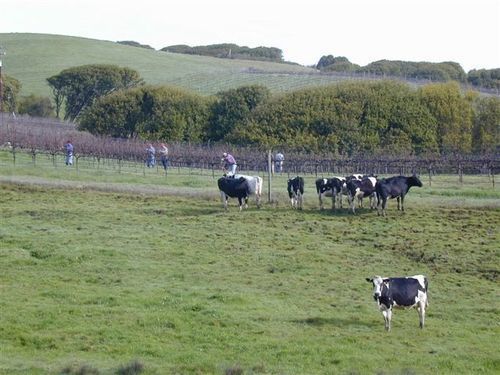 קליפורניה סיטי Point Reyes Vineyard Inn מראה חיצוני תמונה