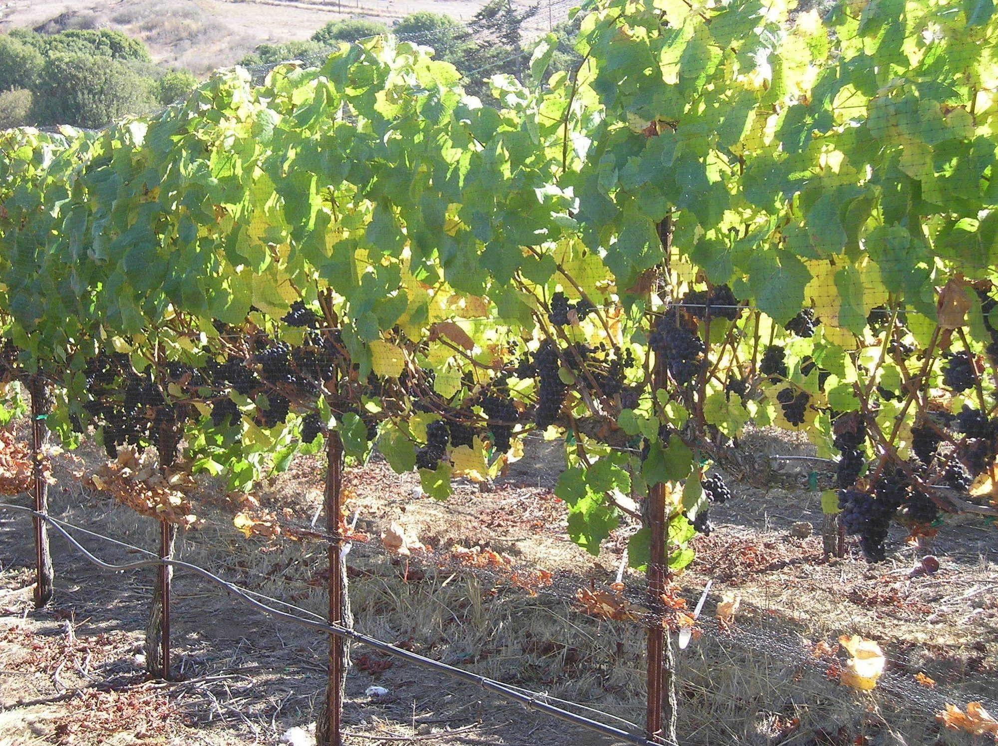 קליפורניה סיטי Point Reyes Vineyard Inn מראה חיצוני תמונה